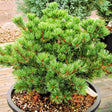 Pin Japonez auriu (Pinus Parvifolia) Myo - jo, cu ace verzi - VERDENA - 20 - 25 cm inaltime, ghiveci de 5 l