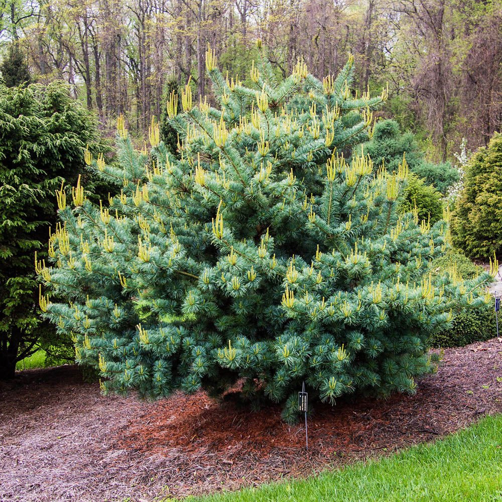 Pin Japonez (Pinus Parvifolia) Bergman, cu ace verzi-albastrui