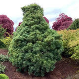 Pin Japonez (Pinus Parvifolia) Bergman, cu ace verzi-albastrui