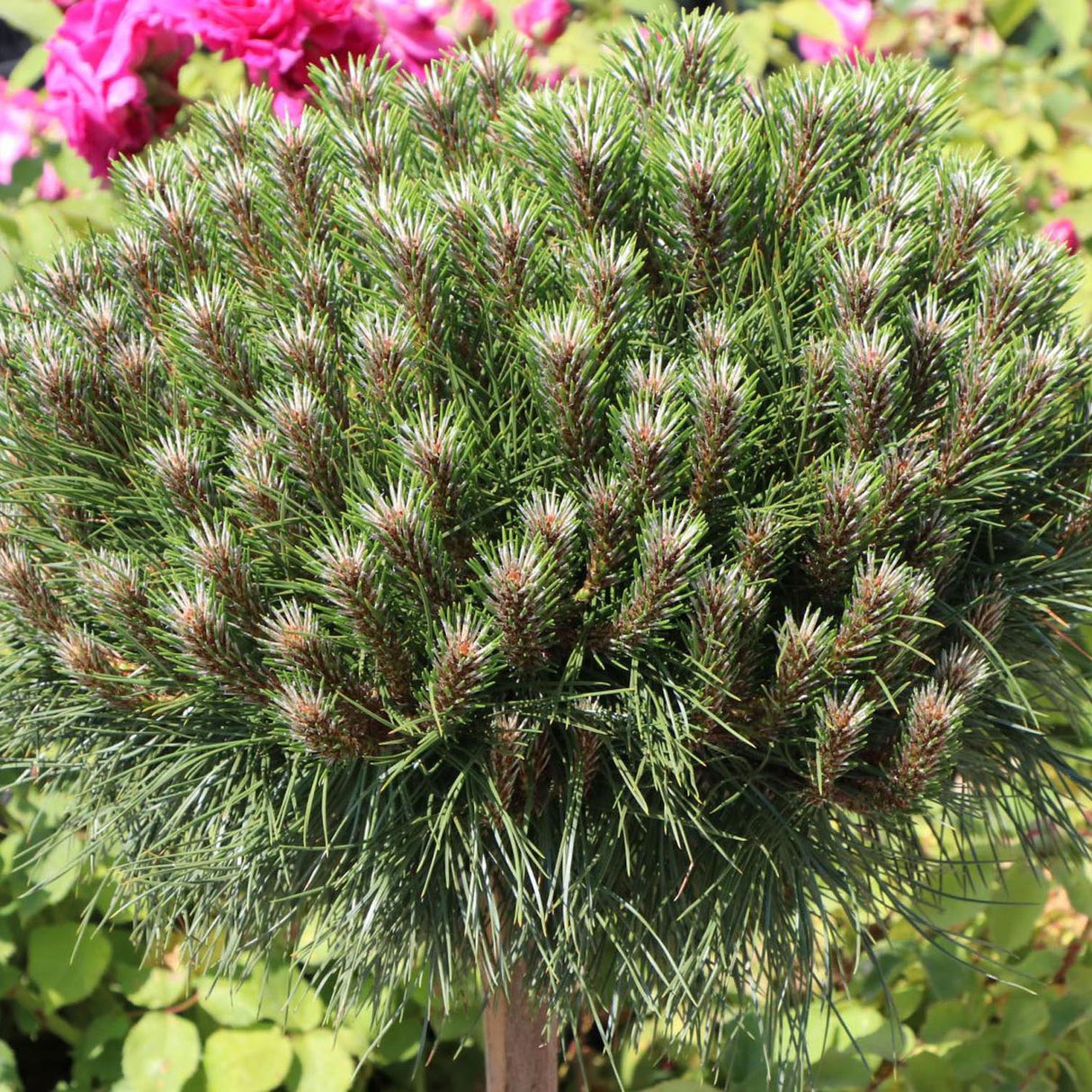 Pin Negru Marie Bregeon