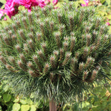 Pin Negru Marie Bregeon