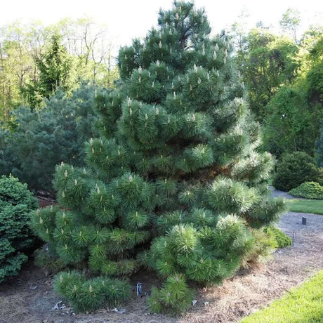 Австрийски черен бор (Pinus nigra nigra), декоративен иглолистен, вечнозелен, устойчив, бързорастящ