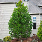 Черен австрийски бор (Pinus nigra nigra), със зелени иглички