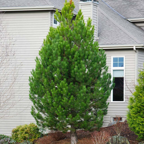 Черен австрийски бор (Pinus nigra nigra), със зелени иглички