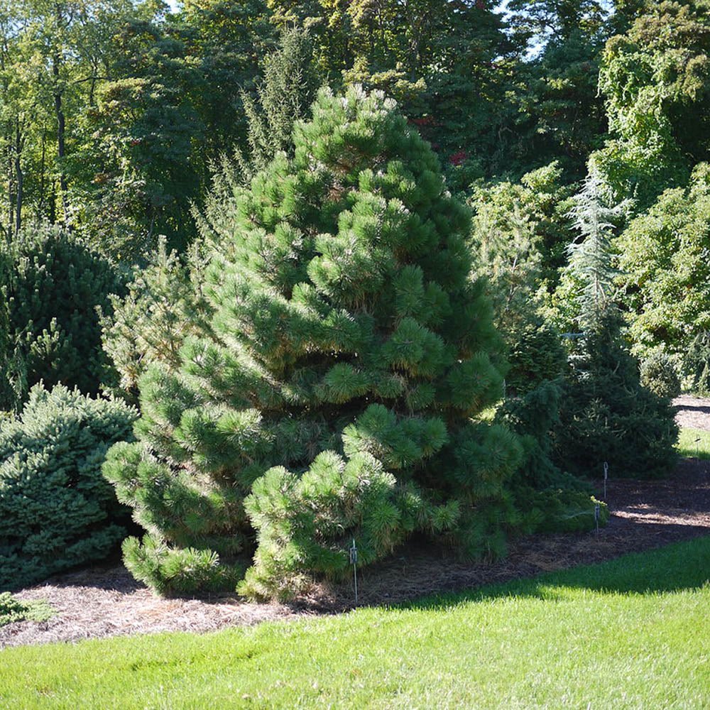 Австрийски черен бор (Pinus nigra nigra), декоративен иглолистен, вечнозелен, устойчив, бързорастящ