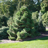 Австрийски черен бор (Pinus nigra nigra), декоративен иглолистен, вечнозелен, устойчив, бързорастящ