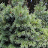Pin Pitic verde-argintiu Schwerinii Wiethorst, cu ace lungi verzi-argintiu