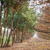 бял бор (Pinus Sylvestris)
