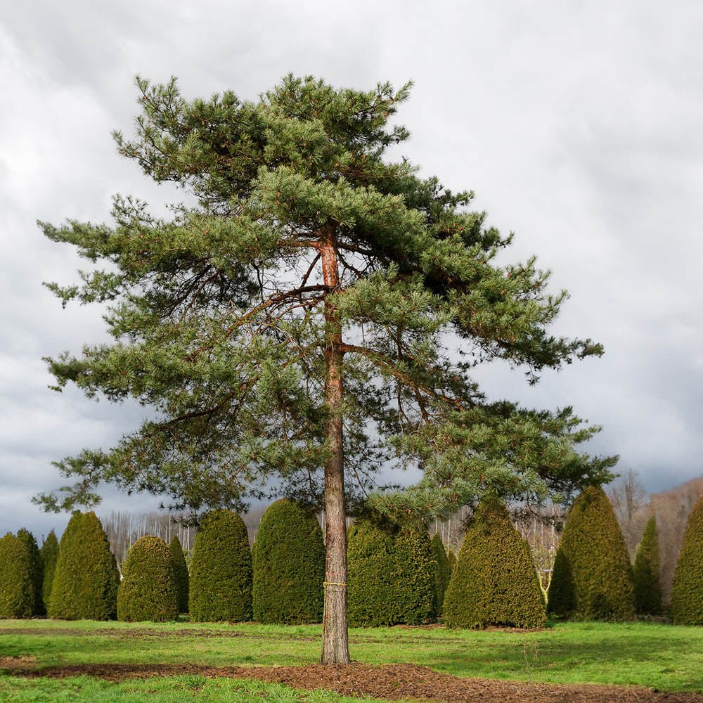 бял бор (Pinus Sylvestris)