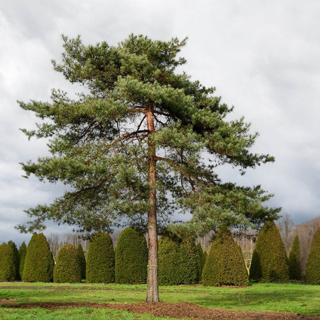 бял бор (Pinus Sylvestris)