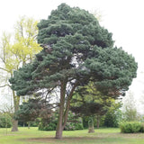 Pin Scotian de Padure (Pinus Sylvestris)