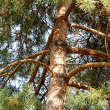 бял бор (Pinus Sylvestris)