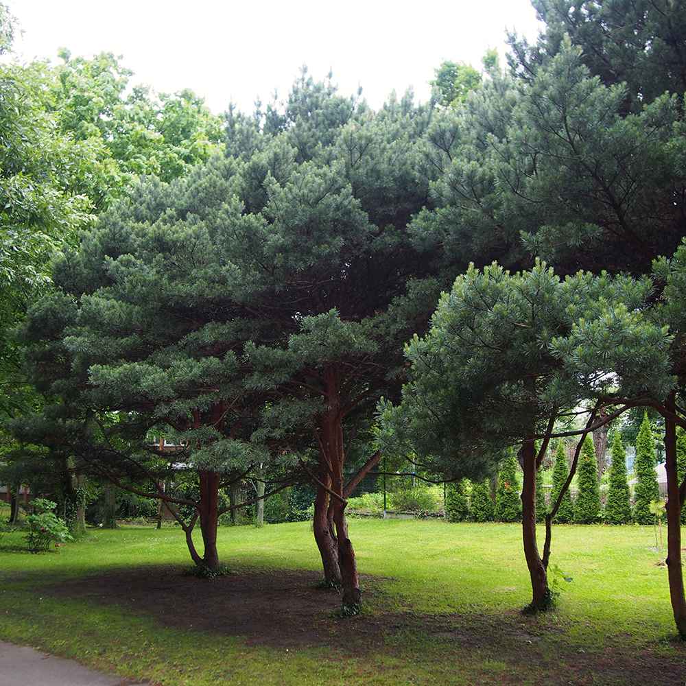 Pin Scotian de Padure (Pinus Sylvestris)