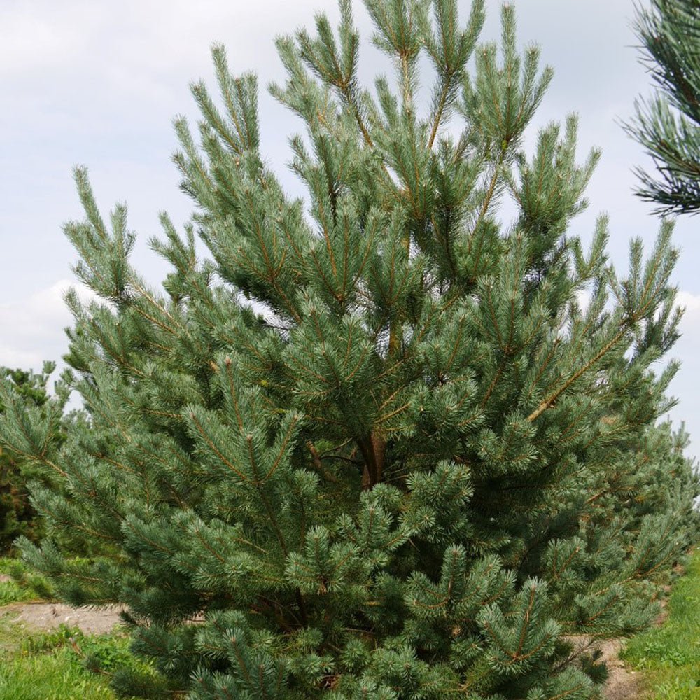 бял бор (Pinus Sylvestris)