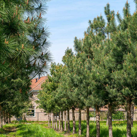 бял бор (Pinus Sylvestris)