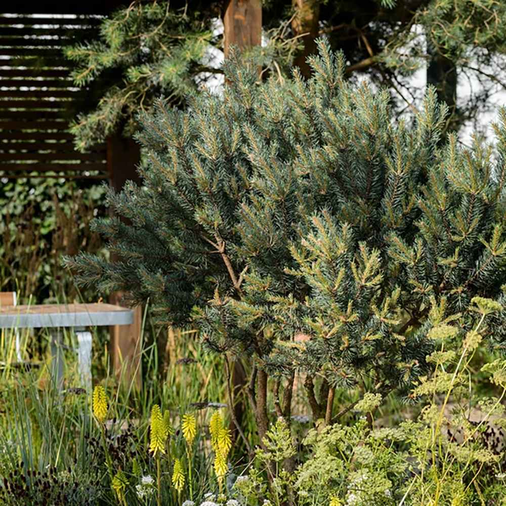 Black Friday - Reduceri Pin Scotian de Padure (Pinus Sylvestris) Promotie