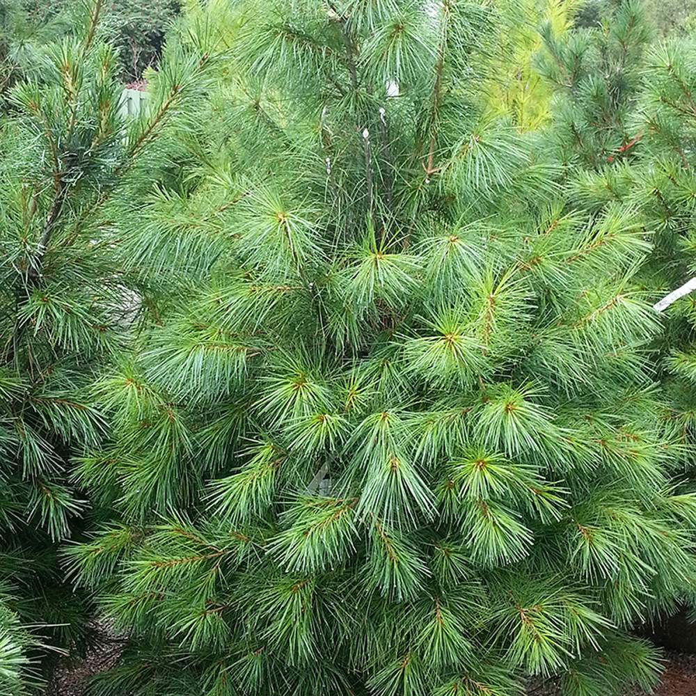 Pin Strob (Pinus Strobus), cu ace moi verzi