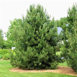 Pin Strob (Pinus Strobus), cu ace moi verzi