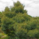 Pin Strobus Radiata, cu ace verde-albastrui