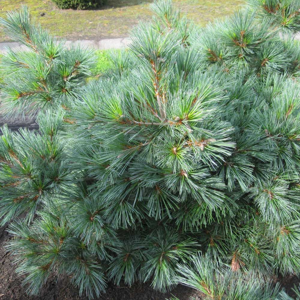Pin Strobus Radiata, cu ace verde-albastrui
