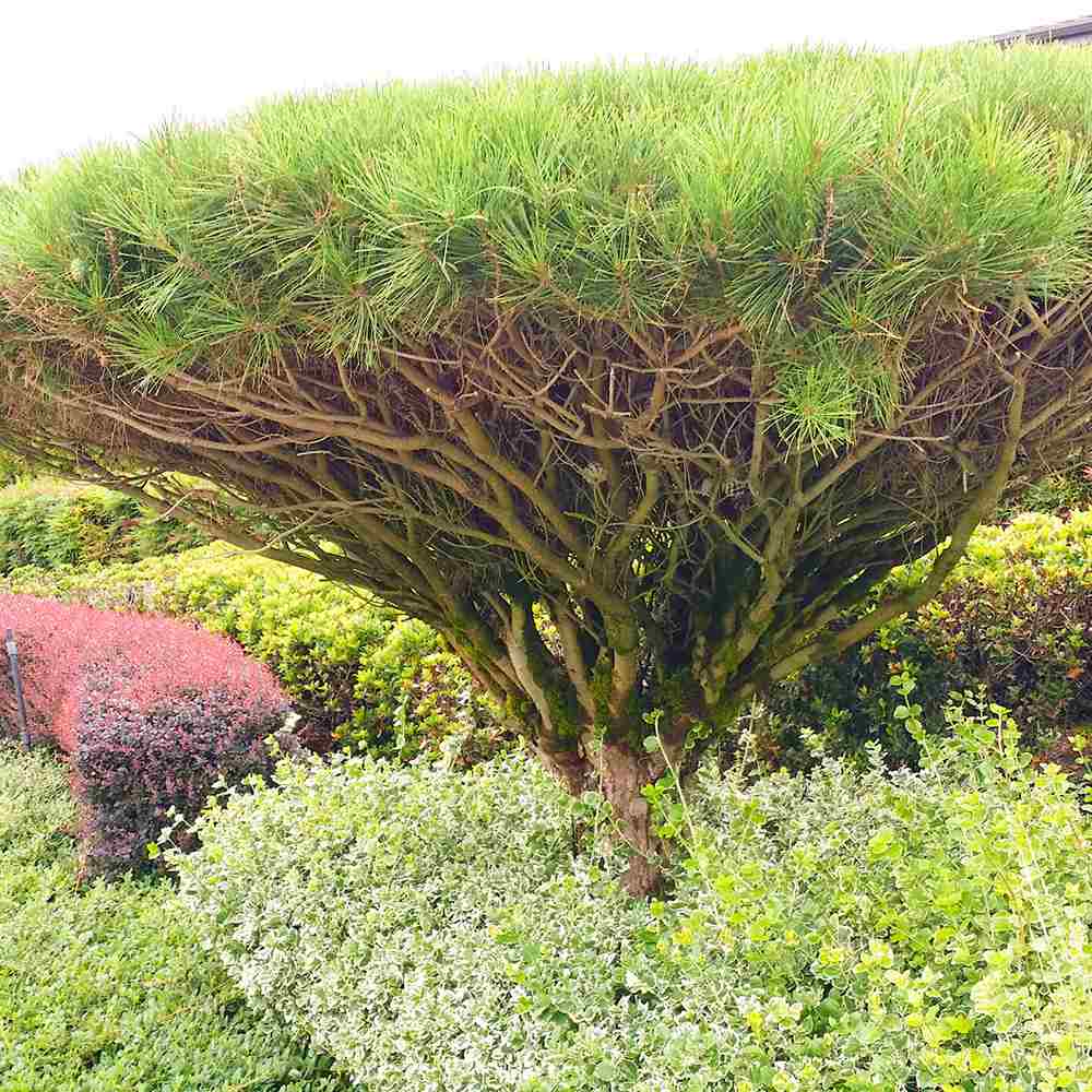 Pinus densiflora umbraculifera, cu coroana de umbrela