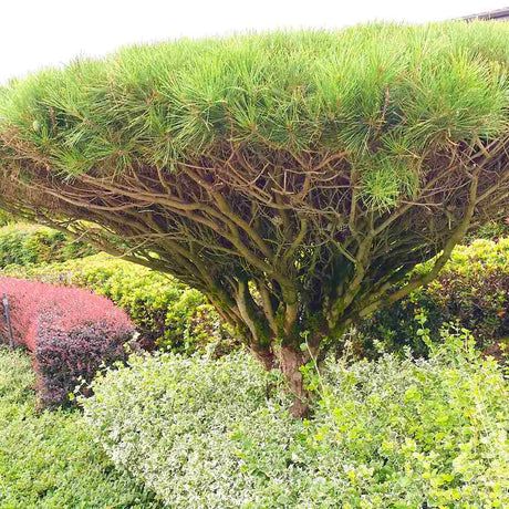 Pinus densiflora umbraculifera, cu coroana de umbrela