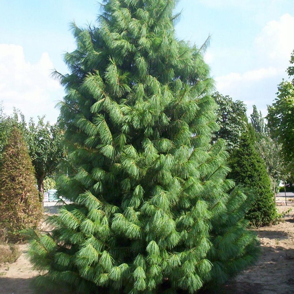 Хималайски бор (Pinus Wallichiana), елегантен иглолистен с дълги сини иглички, устойчив, декоративен, за големи градини