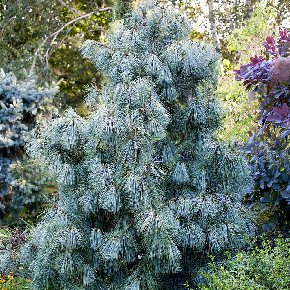 Хималайски бор (Pinus Wallichiana), елегантен иглолистен с дълги сини иглички, устойчив, декоративен, за големи градини