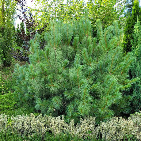 Хималайски бор (Pinus Wallichiana), елегантен иглолистен с дълги сини иглички, устойчив, декоративен, за големи градини
