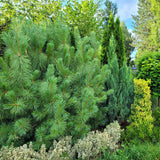 Хималайски бор (Pinus Wallichiana), елегантен иглолистен с дълги сини иглички, устойчив, декоративен, за големи градини