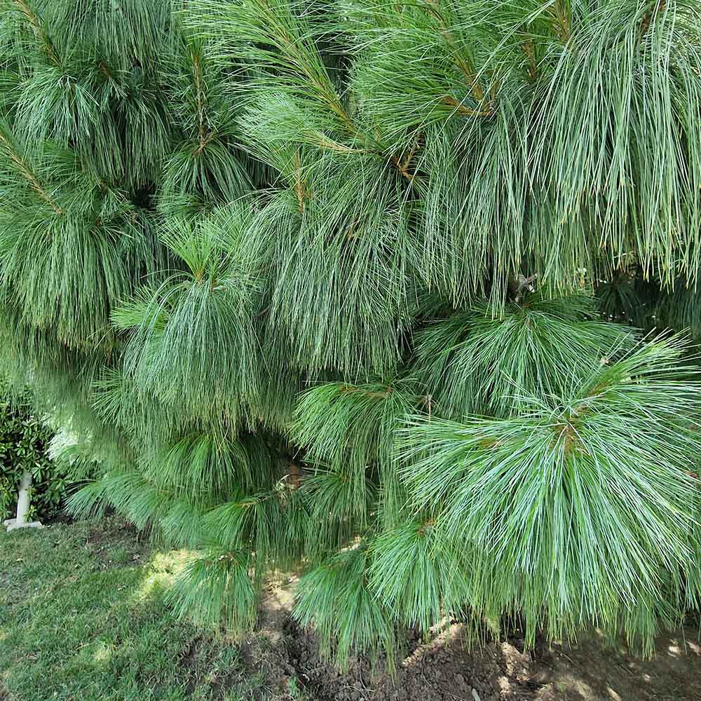 Хималайски бор (Pinus Wallichiana), елегантен иглолистен с дълги сини иглички, устойчив, декоративен, за големи градини