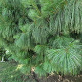 Хималайски бор (Pinus Wallichiana), елегантен иглолистен с дълги сини иглички, устойчив, декоративен, за големи градини