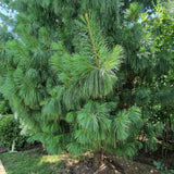 Хималайски бор (Pinus Wallichiana), елегантен иглолистен с дълги сини иглички, устойчив, декоративен, за големи градини