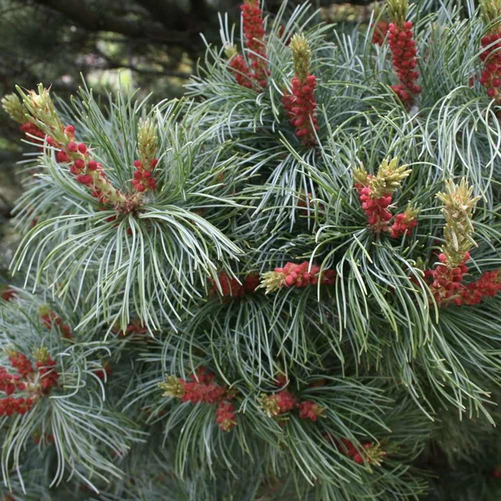 Pin Alb Pitic Japonez (Pinus Parvifolia) Bergman, conuri mici rosii, ace albastre-verzi, cu ace rasucite albastru-verzui