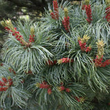 Pin Alb Pitic Japonez (Pinus Parvifolia) Bergman, conuri mici rosii, ace albastre-verzi, cu ace rasucite albastru-verzui
