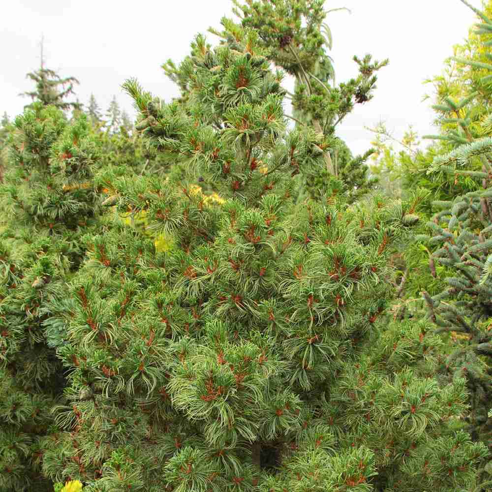 Pin Alb Pitic Japonez (Pinus Parvifolia) Bergman, conuri mici rosii, ace albastre-verzi, cu ace rasucite albastru-verzui