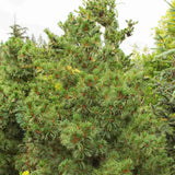 Pin Alb Pitic Japonez (Pinus Parvifolia) Bergman, conuri mici rosii, ace albastre-verzi, cu ace rasucite albastru-verzui