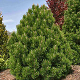 Pin Pitic Balcanic Leucodermis Malinki, conifer pitic compact, vesnic verde, rezistent frig