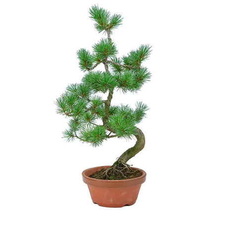 Aranjament Bonsai cu Pin Alb Japonez Parviflora 70cm, bonsai copac mini, vesnic verde,cadou perfect