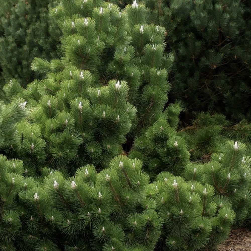 Pin Negru Japonez Thunbergii Thunderhead, cu ace verzi-inchis si crestere moderata, ideal pentru gradini si peisaje asiatice