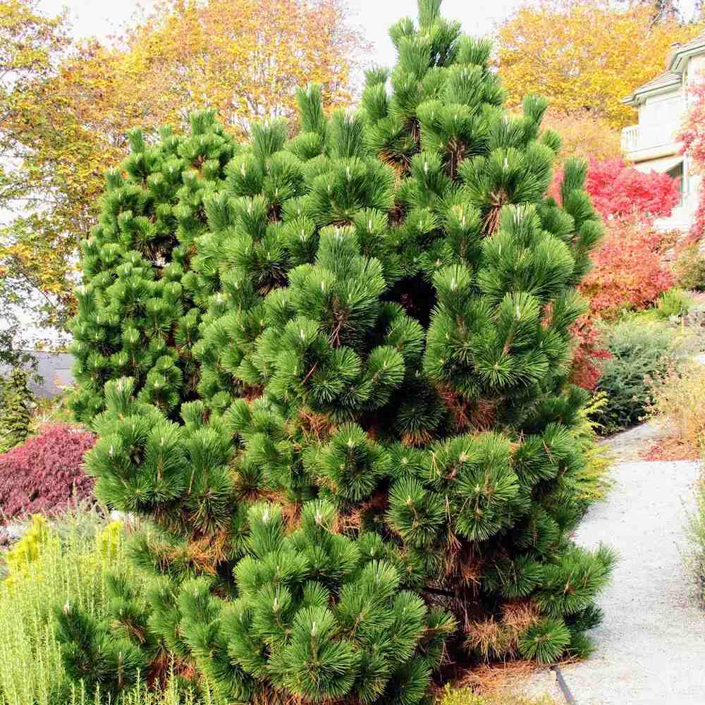 Pin Negru Japonez Thunbergii Thunderhead, cu ace verzi-inchis si crestere moderata, ideal pentru gradini si peisaje asiatice