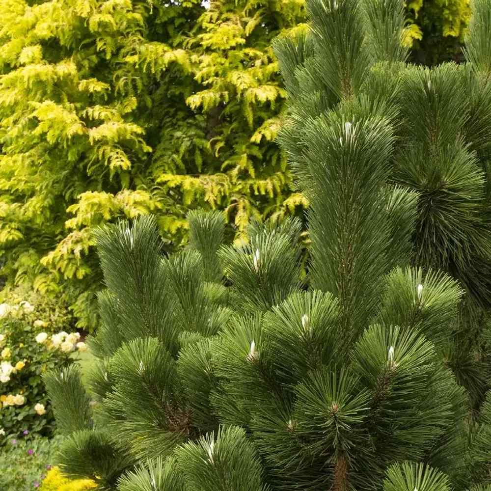 Pin Negru Japonez Thunbergii Thunderhead, cu ace verzi-inchis si crestere moderata, ideal pentru gradini si peisaje asiatice