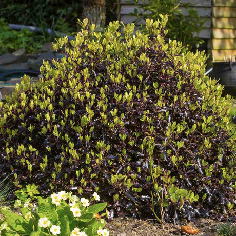 Pittosporum Tom Thumb, cu frunzis purpuriu - inchis - VERDENA - 40 - 50 cm inaltime, ghiveci de 10 l