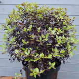 Pittosporum Tom Thumb, cu frunzis purpuriu - inchis - VERDENA - 40 - 50 cm inaltime, ghiveci de 10 l