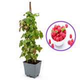 Ремонтантна малина Angel (Rubus idaeus), с едри червени плодове и двоен добив, силен храст за градина, 3-та година плододаване, височина 160–180 см до края на сезона