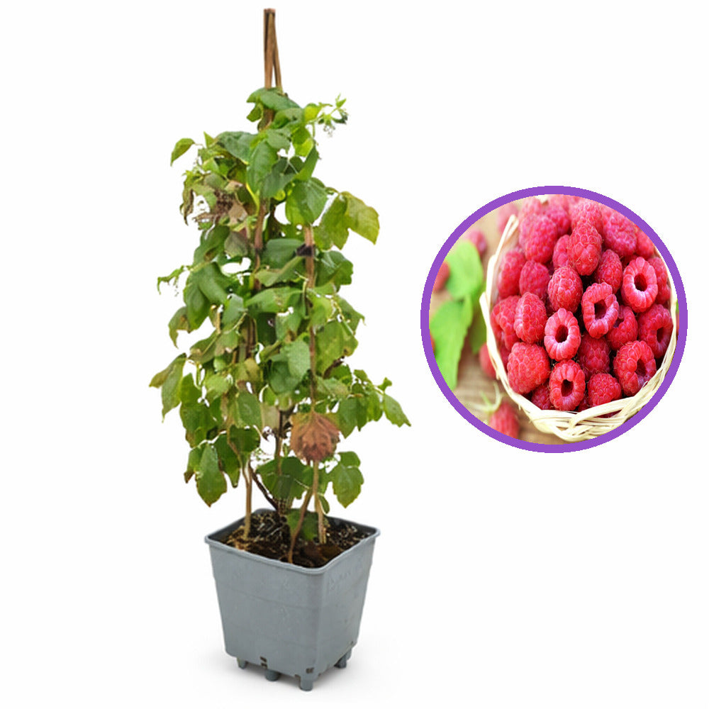 Ремонтантна малина Amal Red (Rubus idaeus), с едри червени плодове и обилен добив, 3-та година плододаване, височина 160–180 см до края на сезона