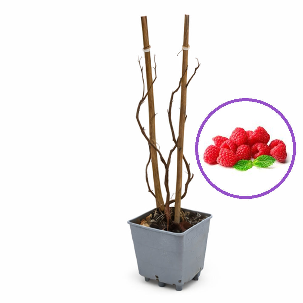 Малина Wonder (Rubus idaeus), продуктивен ремонтантен сорт с едри червени плодове и много висок добив, 3-та година плододаване, височина 160–180 см до края на сезона
