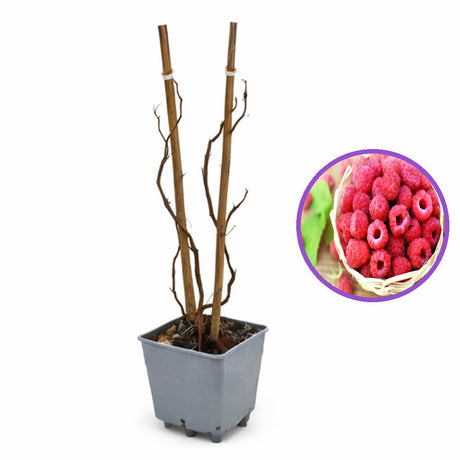 Ремонтантна малина Amal Red (Rubus idaeus), с едри червени плодове и обилен добив, 3-та година плододаване, височина 160–180 см до края на сезона