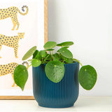 Planta Banilor (Pilea Peperomioides) - 25 cm