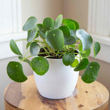 Planta Banilor (Pilea Peperomioides) - 25 cm